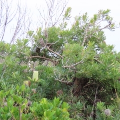 Banksia aemula at Yuraygir, NSW - 27 Aug 2024