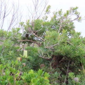 Banksia aemula at Yuraygir, NSW - 27 Aug 2024 09:02 AM