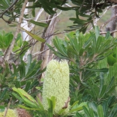 Banksia aemula at Yuraygir, NSW - 27 Aug 2024 09:02 AM