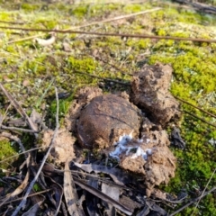 Pisolithus marmoratus (Horse Dung Fungus) at Goulburn, NSW - 27 Aug 2024 by trevorpreston