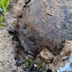 Pisolithus marmoratus at Goulburn, NSW - 27 Aug 2024