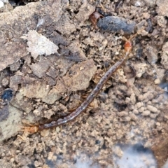 Scolopendromorpha (order) (A centipede) at Kingsdale, NSW - 27 Aug 2024 by trevorpreston