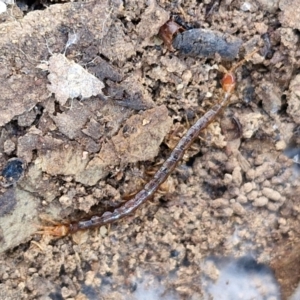 Scolopendromorpha (order) at Kingsdale, NSW - 27 Aug 2024