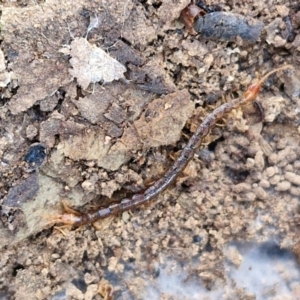 Scolopendromorpha (order) at Kingsdale, NSW - 27 Aug 2024