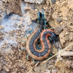 Scolopendra laeta (Giant Centipede) at Kingsdale, NSW - 26 Aug 2024 by trevorpreston