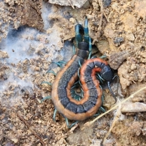 Scolopendra laeta at Kingsdale, NSW - 27 Aug 2024