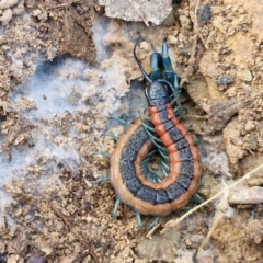 Scolopendra laeta at Kingsdale, NSW - 27 Aug 2024 09:11 AM