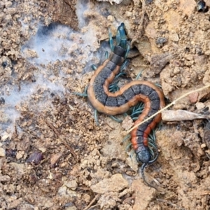 Scolopendra laeta at Kingsdale, NSW - 27 Aug 2024