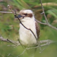 Dacelo novaeguineae (Laughing Kookaburra) at Yuraygir, NSW - 26 Aug 2024 by lbradley