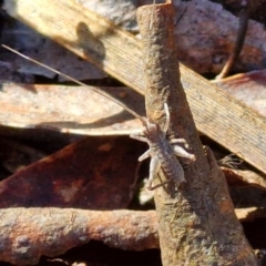 Gryllacrididae (family) (Unidentified Raspy Cricket) at Kingsdale, NSW - 26 Aug 2024 by trevorpreston