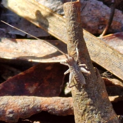 Gryllacrididae (family) (Unidentified Raspy Cricket) at Kingsdale, NSW - 26 Aug 2024 by trevorpreston