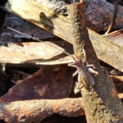 Gryllacrididae (family) at Kingsdale, NSW - 27 Aug 2024 09:08 AM