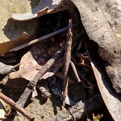 Keyacris scurra (Key's Matchstick Grasshopper) at Kingsdale, NSW - 26 Aug 2024 by trevorpreston