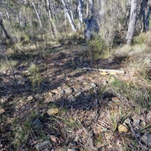 Keyacris scurra at Kingsdale, NSW - 27 Aug 2024 09:07 AM