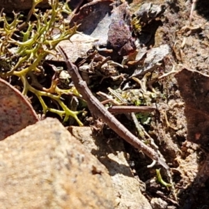 Keyacris scurra at Kingsdale, NSW - 27 Aug 2024 09:07 AM