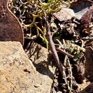 Keyacris scurra at Kingsdale, NSW - 27 Aug 2024 09:07 AM