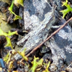 Coryphistes ruricola (Bark-mimicking Grasshopper) at Kingsdale, NSW - 26 Aug 2024 by trevorpreston