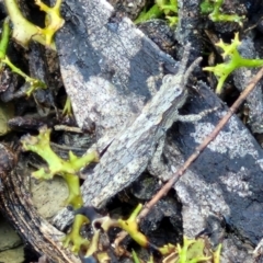 Coryphistes ruricola at Kingsdale, NSW - 27 Aug 2024 09:06 AM