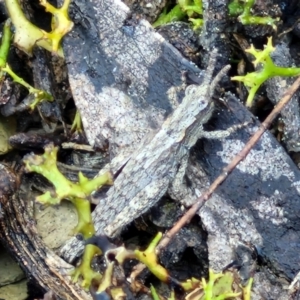 Coryphistes ruricola at Kingsdale, NSW - 27 Aug 2024 09:06 AM