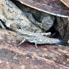 Coryphistes ruricola at Kingsdale, NSW - 27 Aug 2024