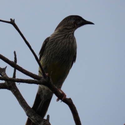 Anthochaera carunculata (Red Wattlebird) at Yuraygir, NSW - 27 Aug 2024 by lbradley