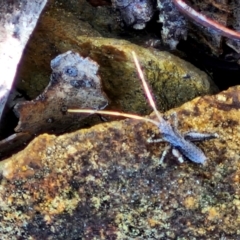 Entomobryomorpha (order) at Kingsdale, NSW - 26 Aug 2024 by trevorpreston