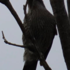 Anthochaera chrysoptera (Little Wattlebird) at Yuraygir, NSW - 26 Aug 2024 by lbradley