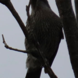 Anthochaera chrysoptera at Yuraygir, NSW - 27 Aug 2024 07:38 AM