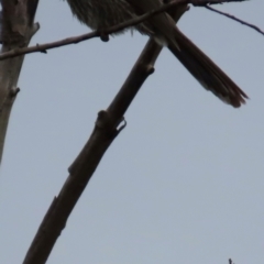 Anthochaera chrysoptera at Yuraygir, NSW - 27 Aug 2024 07:38 AM