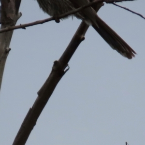 Anthochaera chrysoptera at Yuraygir, NSW - 27 Aug 2024 07:38 AM