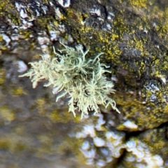 Usnea sp. (genus) (Bearded lichen) at Curtin, ACT - 26 Aug 2024 by Hejor1