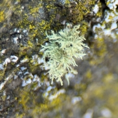 Usnea sp. (genus) at Curtin, ACT - 26 Aug 2024