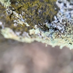 Usnea sp. (genus) at Curtin, ACT - 26 Aug 2024