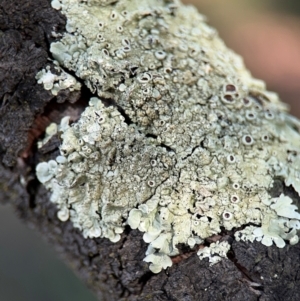 Flavoparmelia sp. at Curtin, ACT - 26 Aug 2024