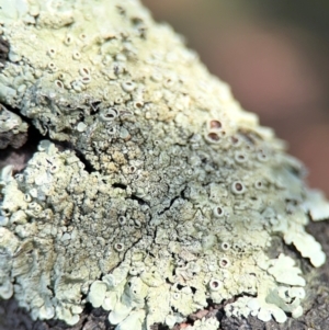 Flavoparmelia sp. at Curtin, ACT - 26 Aug 2024