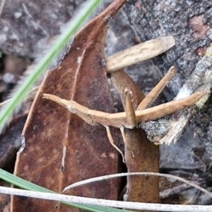 Keyacris scurra at Kingsdale, NSW - 27 Aug 2024 08:59 AM