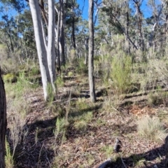 Keyacris scurra at Kingsdale, NSW - 27 Aug 2024 08:59 AM