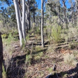 Keyacris scurra at Kingsdale, NSW - 27 Aug 2024 08:59 AM