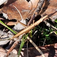 Keyacris scurra at Kingsdale, NSW - 27 Aug 2024