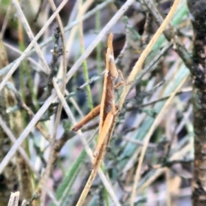 Keyacris scurra at Kingsdale, NSW - 27 Aug 2024