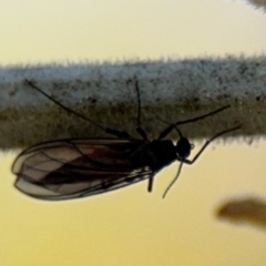 Sciaroidea sp. (Superfamily) (A fungus gnat or gall midge) at Curtin, ACT - 26 Aug 2024 by Hejor1