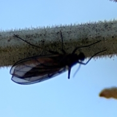 Sciaroidea sp. (Superfamily) at Curtin, ACT - 26 Aug 2024