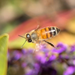 Apis mellifera at Curtin, ACT - 26 Aug 2024 02:50 PM