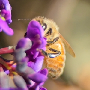 Apis mellifera at Curtin, ACT - 26 Aug 2024 02:50 PM