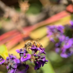 Apis mellifera at Curtin, ACT - 26 Aug 2024