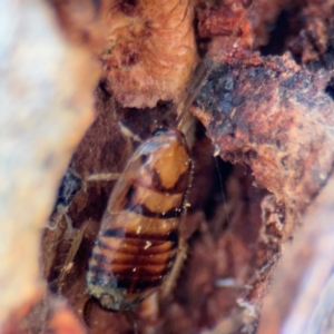 Robshelfordia sp. (genus) at Curtin, ACT - 26 Aug 2024