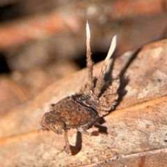 Platybrachys sp. (genus) (A gum hopper) at Curtin, ACT - 26 Aug 2024 by Hejor1