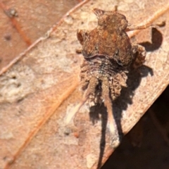 Platybrachys sp. (genus) at Curtin, ACT - 26 Aug 2024