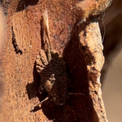 Platybrachys sp. (genus) at Curtin, ACT - 26 Aug 2024