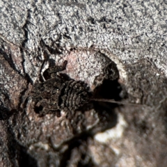 Platybrachys sp. (genus) at Curtin, ACT - 26 Aug 2024